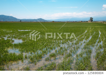 a waterlogged rice field in the Ebro Delta a waterlogged rice field in the Ebro Delta 125690804