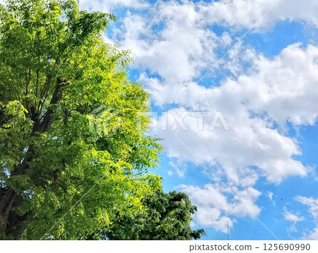 New green, blue sky and white cloud 125690990