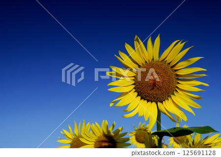 Sunflower field I saw someday Sunflower field I saw someday 125691128