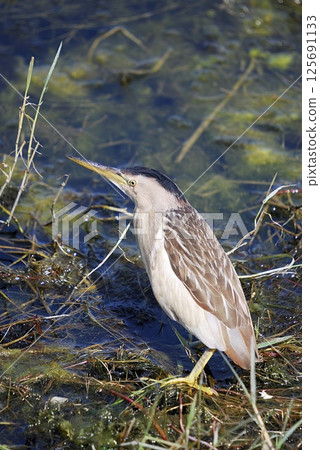 Little Bittern (Ixobrychus minutus), Greece 125691133