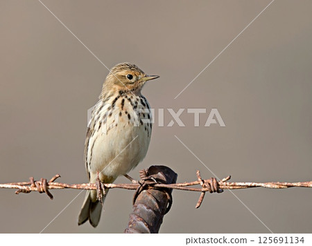 Red-throated Pipit - Anthus cervinus, Crete  125691134
