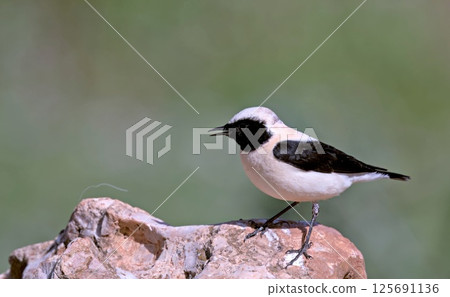 Eastern Black-eared wheatear (Oenanthe melanoleuca), Greece 125691136