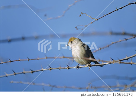 Eurasian Blackcap (Sylvia atricapilla), Greece Eurasian Blackcap (Sylvia atricapilla), Greece 125691173