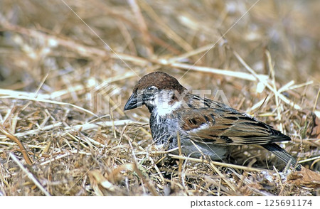 Spanish Sparrow (Passer hispaniolensis), Greece 125691174
