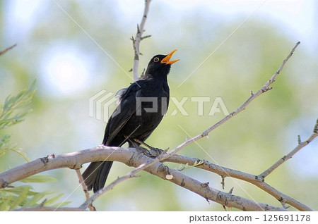 Common Blackbird (Turdus merula), Greece Common Blackbird (Turdus merula), Greece 125691178