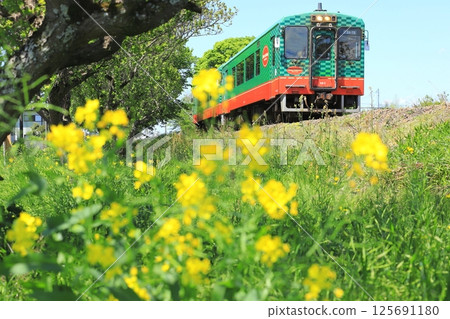 真岡鐵道“行駛在油菜花海中的列車” 真岡鐵道“行駛在油菜花海中的列車” 125691180