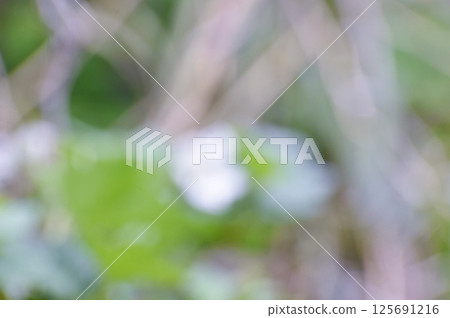 帶有白色覆盆子花和葉子圖像的背景材料 125691216