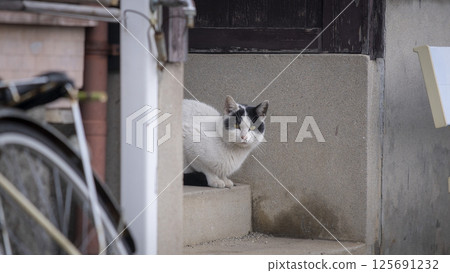 Cats of Cat Island 125691232