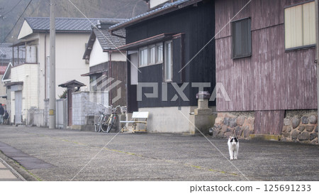 Cats of Cat Island 125691233