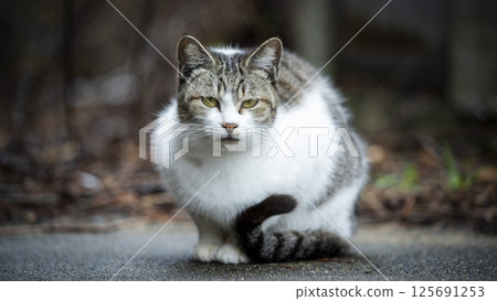 Cats of Cat Island 125691253