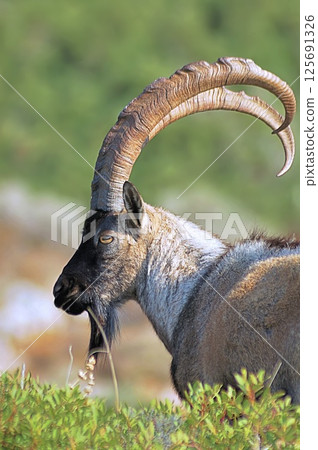 A male Cretan wild goat (Capra aegagrus cretica), Crete 125691326