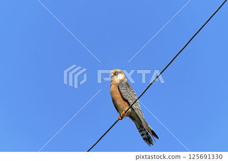 Red-footed Falcon (Falco vespertinus), Greece 125691330