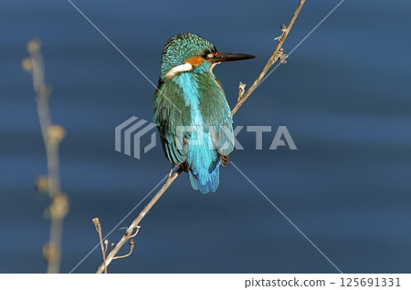 A Kinfisher - Alcedo atthis, Greece 125691331