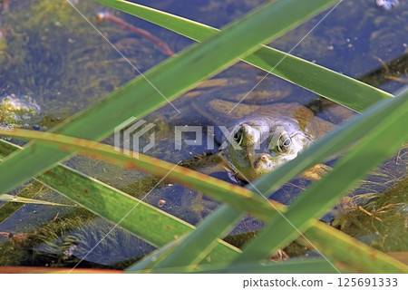 An American Bullfrog (Rana catesbeiana), an invasive species on Crete An American Bullfrog (Rana catesbeiana), an invasive species on Crete 125691333