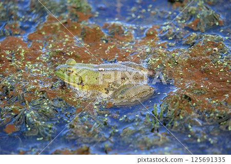 An American Bullfrog (Rana catesbeiana), an invasive species on Crete 125691335