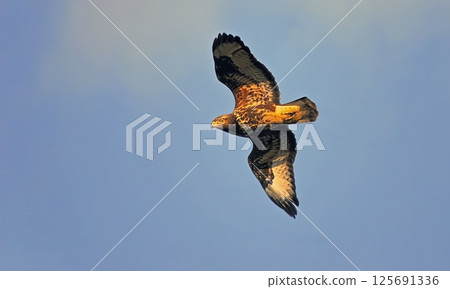 Eurasian Buzzard - Buteo buteo, Greece 125691336
