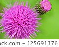 Thistle in a rainy day 125691376