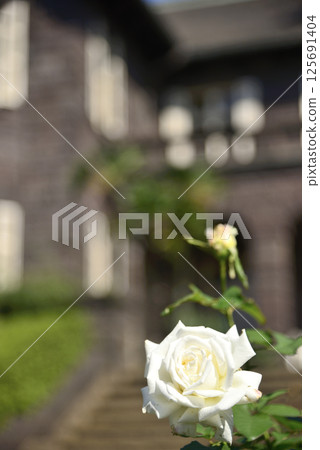 Former Furukawa Gardens and Roses in Tokyo 125691404
