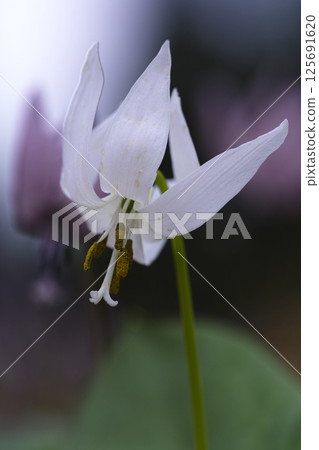 下澤片栗花園 下澤片栗花園 125691620