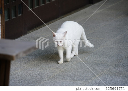 京都神社的貓 125691751