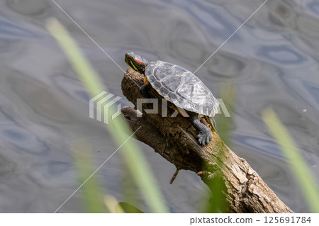 Red Eared Slider Turtle (Trachemys scripta elegans) sunbathing in Parc Natural dels Aiguamolls del Emporda, Catalonia, Spain 125691784
