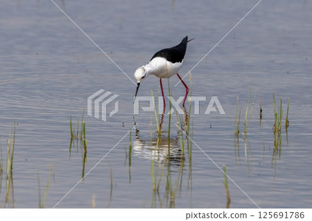 Close-up of black winged stilt perching in lake, Parc Natural dels Aiguamolls del Emporda, Catalonia, Spain 125691786