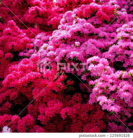Azaleas in full bloom Azaleas in full bloom 125691826