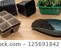 Seedlings in special plastic form on wooden table , transplanting seedlings, pricking out in pots. Growing, seeding, transplant seedling, home plant, vegetables at home. 125691842