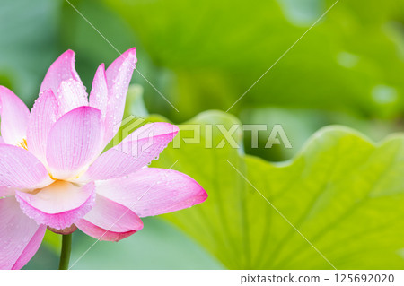 Lotus Blooming After Rain at Expo Memorial Park Lotus Blooming After Rain at Expo Memorial Park 125692020