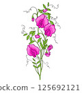 Colorful Illustration of Blooming Sweet Pea 125692121