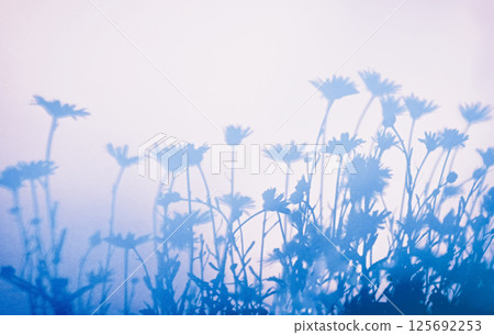 Floral shadow overlay in soft light for spa, romantic, or eco concepts. Natural aesthetic with copy space Banner 125692253