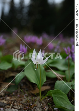 Shimodazawa Katakuri Garden 125692337