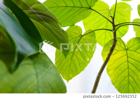 鋸緣紫菜的嫩葉，在明亮的自然光下葉脈清晰可見。 125692352