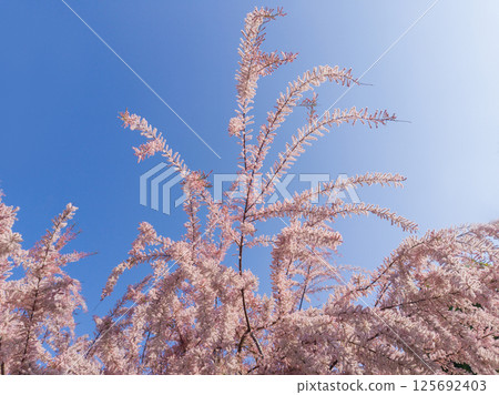 Blooming tamarisk branches against blue sky 125692403