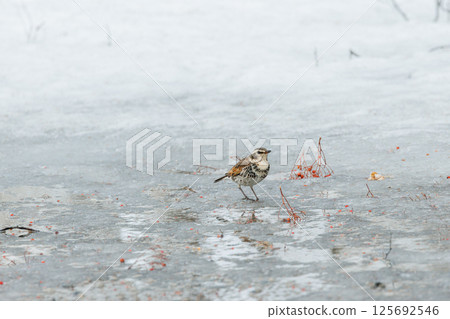 Thrush standing on ice 125692546