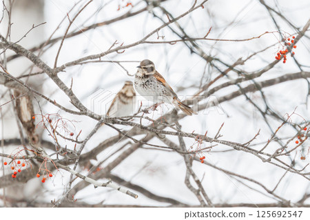 Thrush perched on a branch 125692547