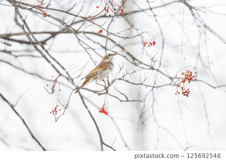 Thrush perched on a branch 125692548
