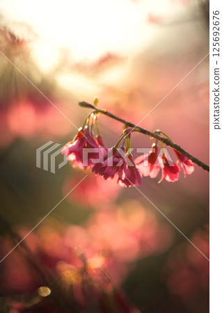 Hanami的櫻花 125692676