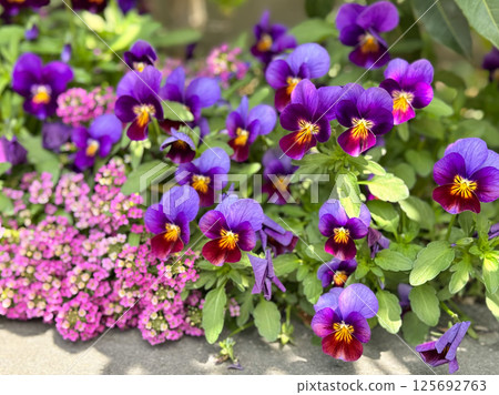 Spring flower bed 125692763
