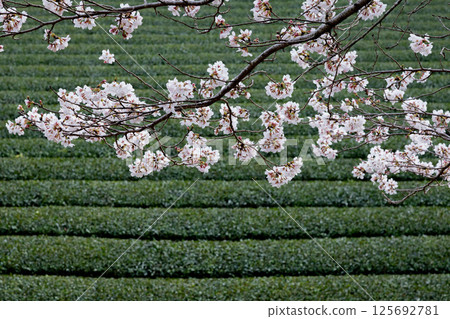 Tea plantations and cherry blossoms Tea plantations and cherry blossoms 125692781