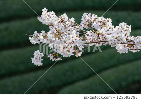 Tea plantations and cherry blossoms Tea plantations and cherry blossoms 125692783