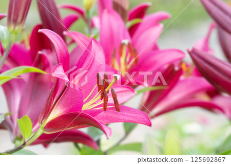 紅百合花 125692867