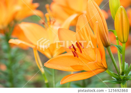 美麗的百合花 125692868