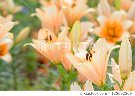 百合花 百合花 125692869