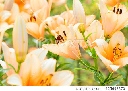 百合花 百合花 125692870