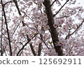 Cherry tree in full bloom  125692911