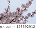 Cherry blossoms in full bloom 125692912