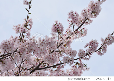 櫻花盛開 櫻花盛開 125692912