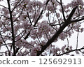 Cherry Blossoms	 125692913
