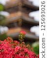 Azaleas and the five-story pagoda of the former Kan'ei-ji Temple 125693026